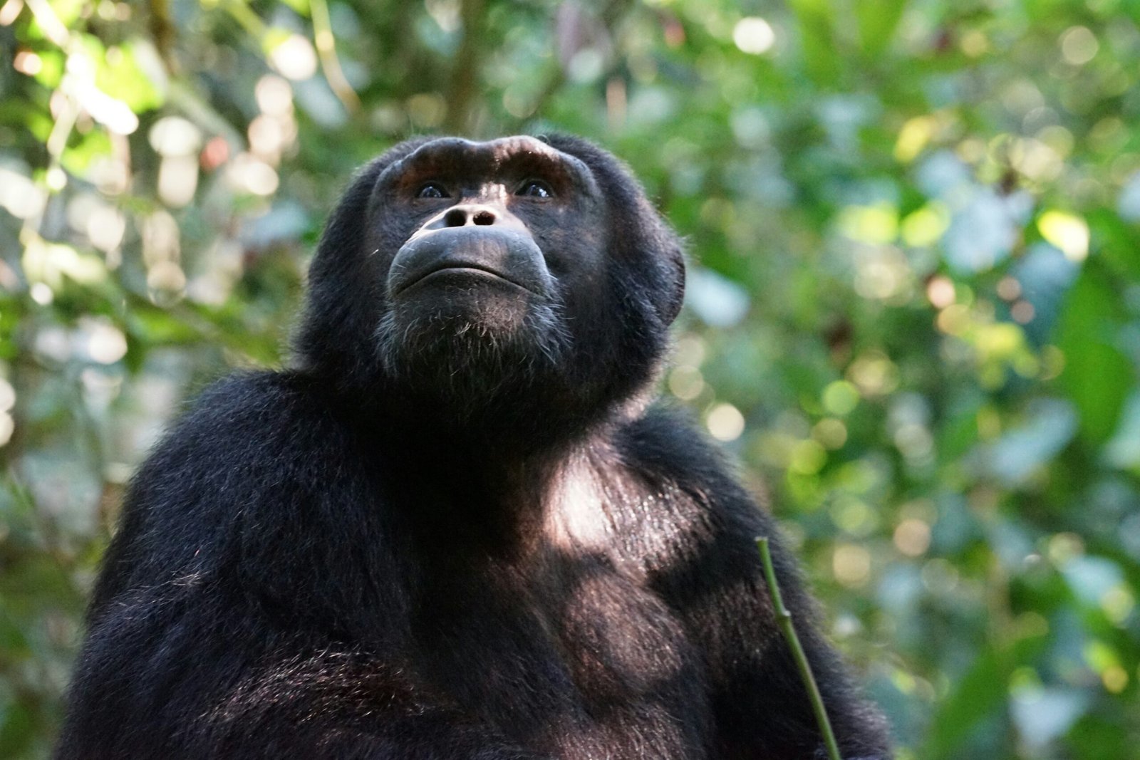 Chimpanzee Trekking Tours in Murchison