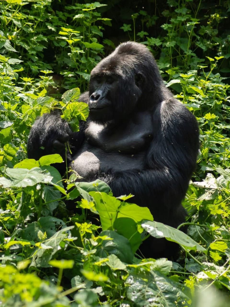 Gorilla and chimpanzee trekking safaris