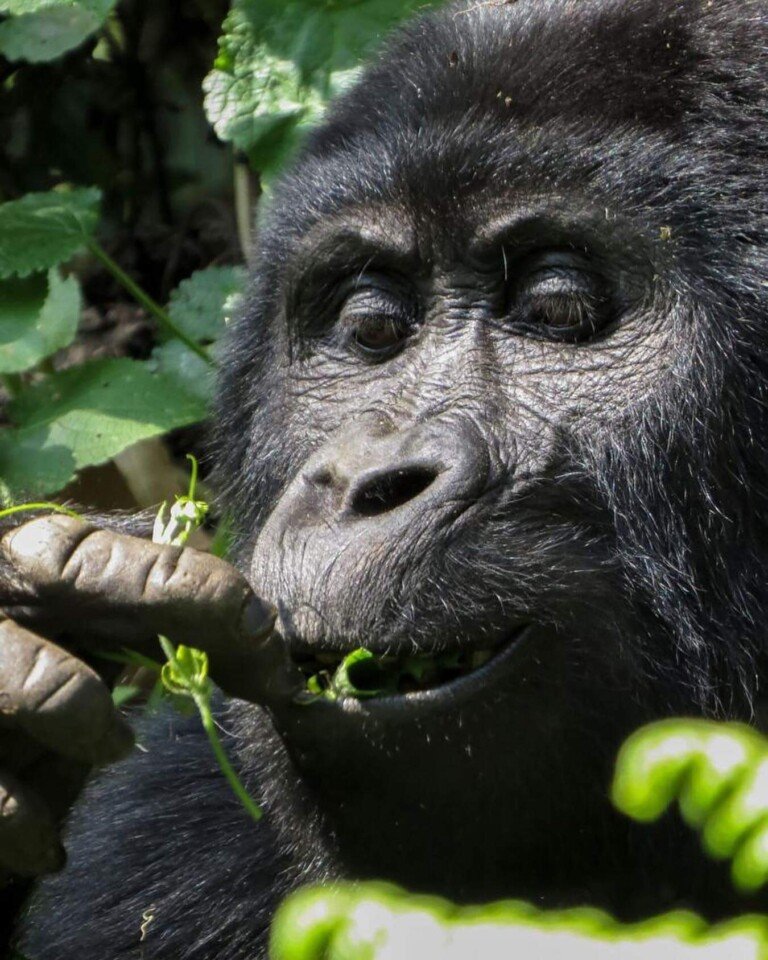 Gorilla trekking