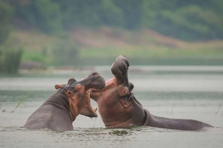 Regenerative Tourism Uganda