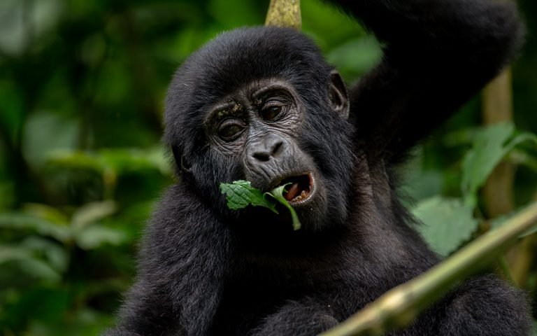 Where Your Gorilla Trek Money Goes