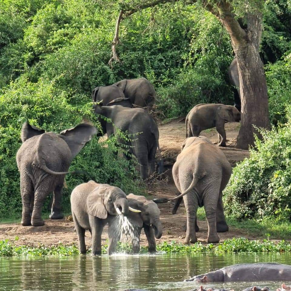Wildlife Safaris in Uganda