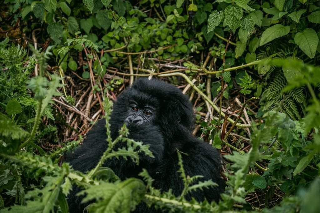 Close-up of a mountain gorilla resting amidst dense jungle foliage in natural habitat.