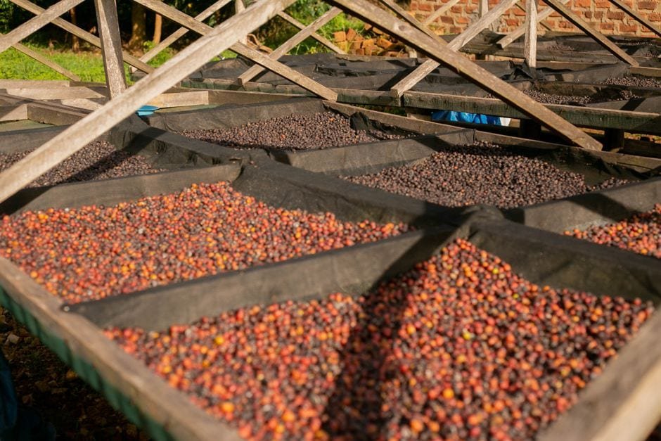 Uganda coffee tours